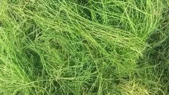 河蟹龙虾养殖户关心的伊乐草价格与栽种建议