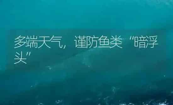 多端天气，谨防鱼类“暗浮头” | 养殖病虫害防治