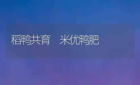 稻鸭共育 米优鸭肥 | 家禽养殖