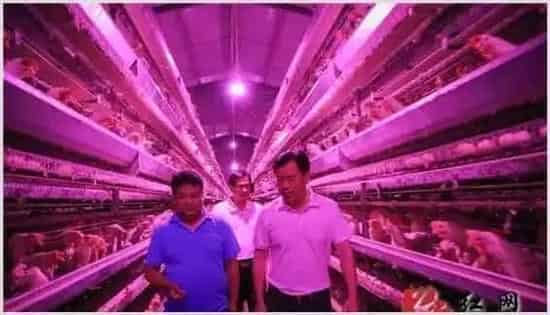 蛋鸡叠层式高效饲养技术揭秘 | 动物养殖技术