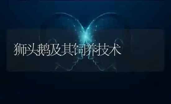 狮头鹅及其饲养技术 | 家禽养殖