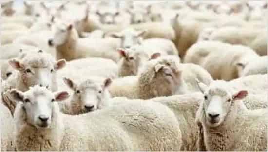 肉羊短期育肥要怎么做 | 动物养殖知识