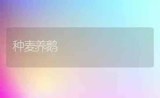 种麦养鹅 | 家禽养殖