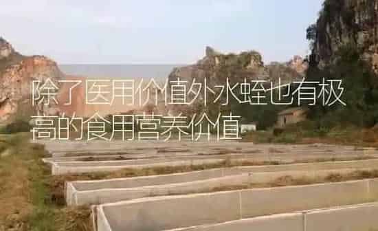 除了医用价值外水蛭也有极高的食用营养价值 | 特种养殖