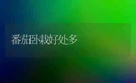 如何延长七彩山鸡产蛋高峰期 | 家禽养殖