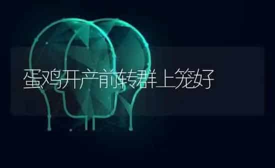 蛋鸡开产前转群上笼好 | 家禽养殖