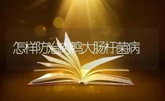 怎样防治肉鸭大肠杆菌病 | 家禽养殖
