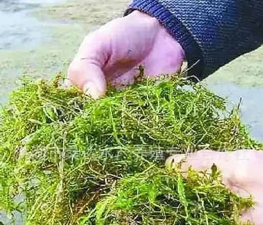 分享河蟹养殖高手伊乐藻种植的经验小结