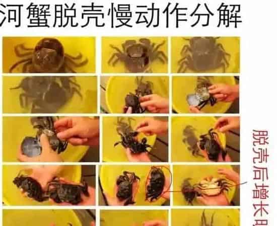 史上最深度解析河蟹脱壳全过程