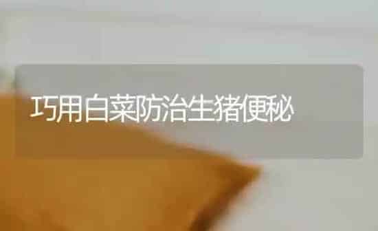 巧用白菜防治生猪便秘 | 家畜养殖