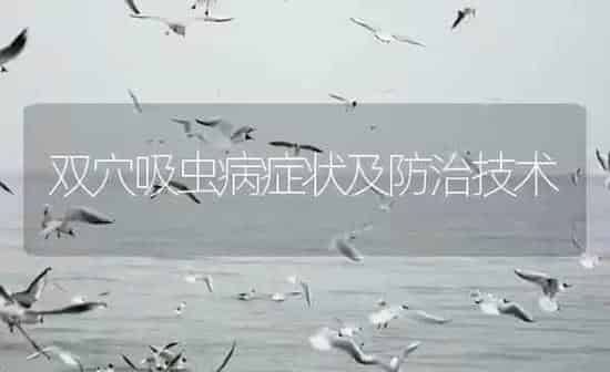 双穴吸虫病症状及防治技术 | 养殖病虫害防治