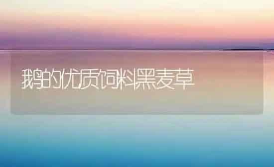 鹅的优质饲料黑麦草 | 家禽养殖