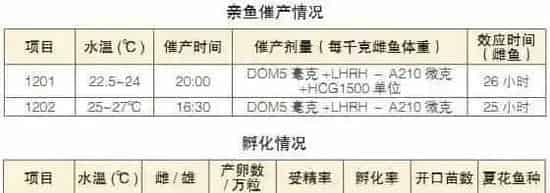 翘嘴鳜与斑鳜杂交的人工繁育技术