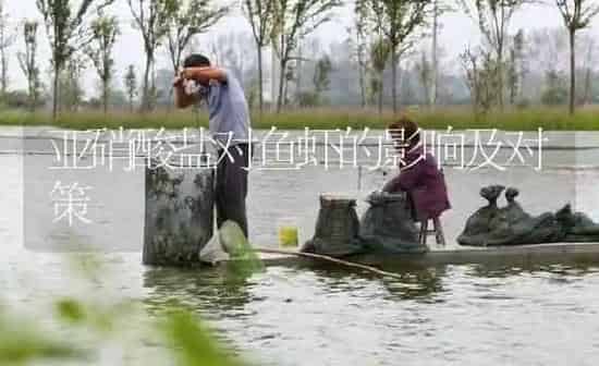 亚硝酸盐对鱼虾的影响及对策 | 淡水养殖