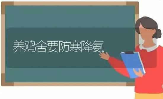 养鸡舍要防寒降氨 | 家禽养殖