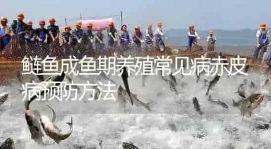 鲢鱼成鱼期养殖常见病赤皮病预防方法 | 淡水养殖