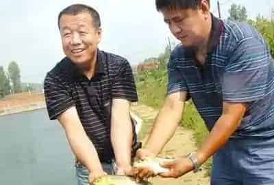 养殖黄金鲫有哪些优势？