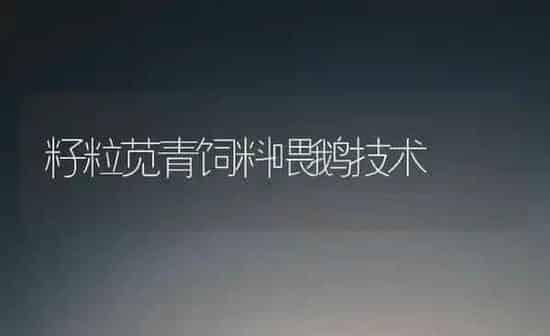 籽粒苋青饲料喂鹅技术 | 家禽养殖