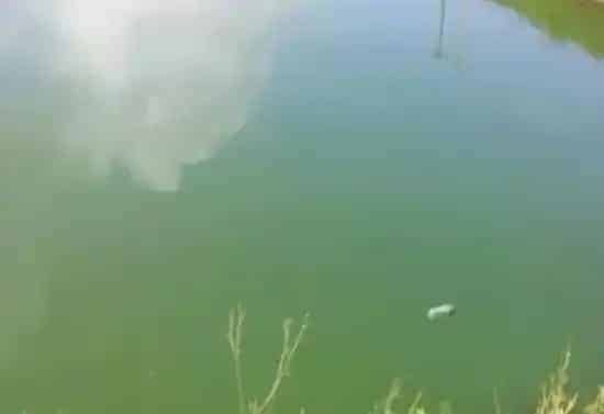 微生物制剂产品“没效果”？养殖户认知不足是主因