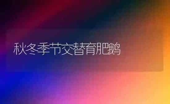 秋冬季节交替育肥鹅 | 家禽养殖