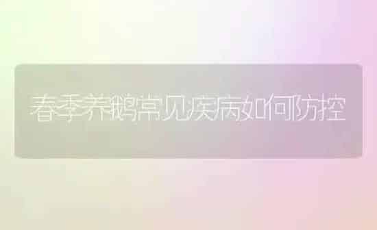 春季养鹅常见疾病如何防控 | 家禽养殖