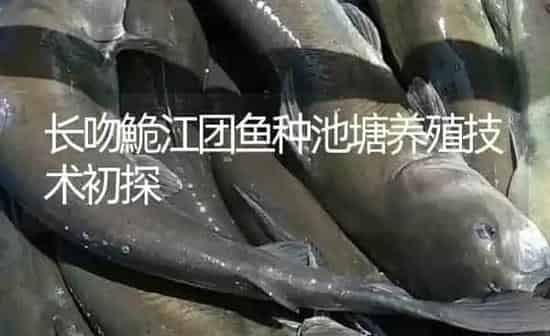 长吻鮠江团鱼种池塘养殖技术初探 | 淡水养殖