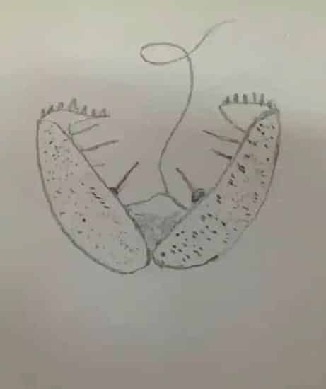 钩介幼虫的病原及临床症状、防治方法