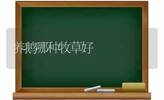 养鹅哪种牧草好 | 家禽养殖