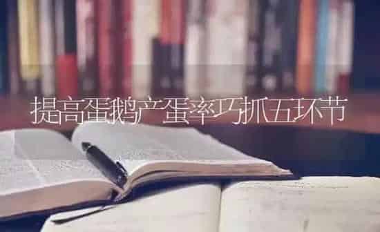 提高蛋鹅产蛋率巧抓五环节 | 家禽养殖