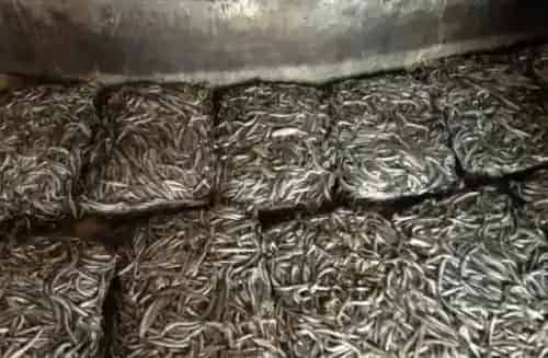 环保四步养出美味健康多宝鱼，对冰鲜投喂模式说拜拜