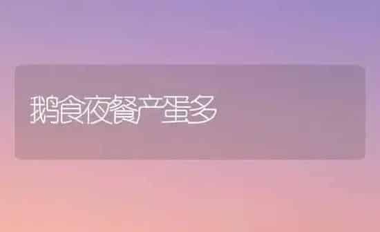 鹅食夜餐产蛋多 | 家禽养殖
