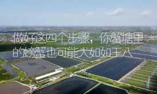 做好这四个步骤，你蟹塘里的螃蟹也可能大如如王八 | 淡水养殖