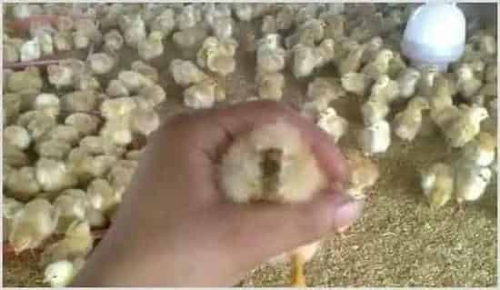 鸡苗在网床过程经常会出现糊肛的情况,如何用药治疗? | 动物养殖技术