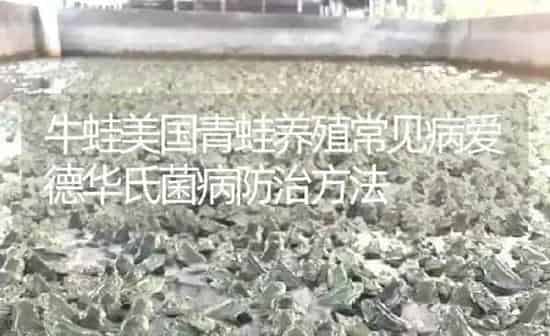 牛蛙美国青蛙养殖常见病爱德华氏菌病防治方法 | 特种养殖