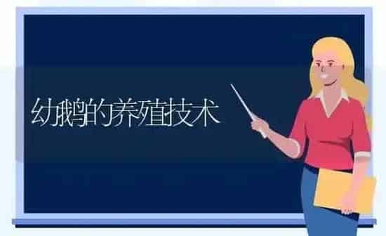 幼鹅的养殖技术 | 家禽养殖
