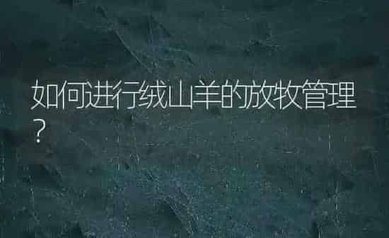 如何进行绒山羊的放牧管理？ | 家畜养殖