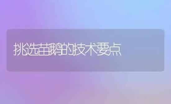挑选苗鹅的技术要点 | 家禽养殖