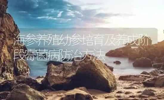 海参养殖幼参培育及养成阶段霉菌病防治方法 | 海水养殖
