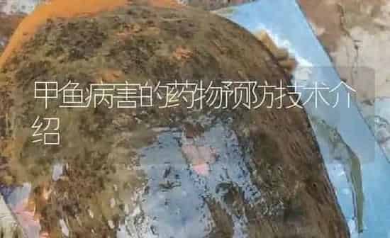 甲鱼病害的药物预防技术介绍 | 养殖病虫害防治