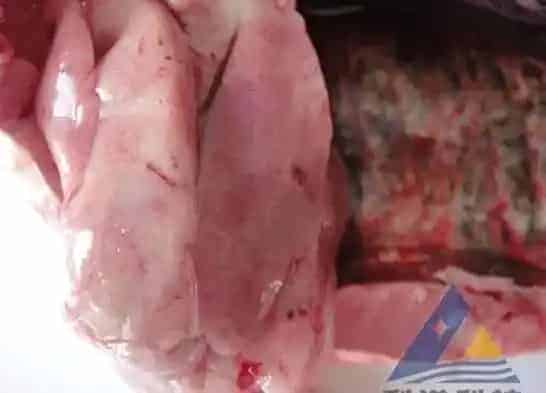 [每周一例]长期投喂原粉药物鳊鱼死亡的处理