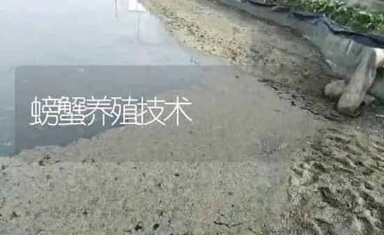 螃蟹养殖技术 | 淡水养殖