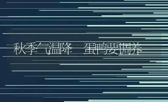 秋季气温降 蛋鸭要调养 | 家禽养殖