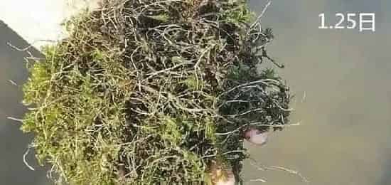 澳华肥水套餐，让蟹苗赢在起跑线