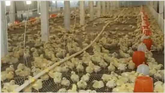 育雏鸡的饲养注意什么 | 动物养殖技术
