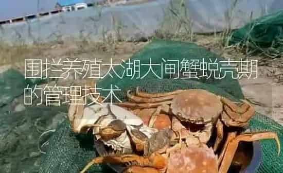 围拦养殖太湖大闸蟹蜕壳期的管理技术 | 淡水养殖