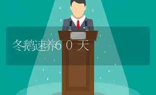 冬鹅速养60天 | 家禽养殖