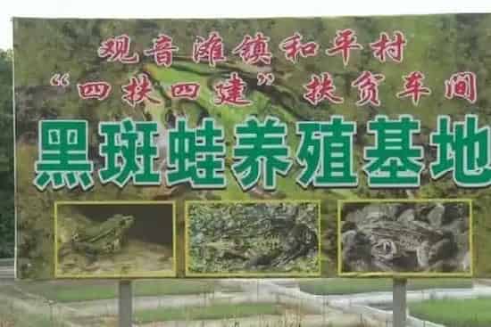 湖南祁阳于福勇：养殖黑斑蛙敲开致富门