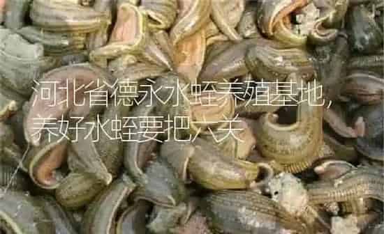 河北省德永水蛭养殖基地，养好水蛭要把六关 | 特种养殖
