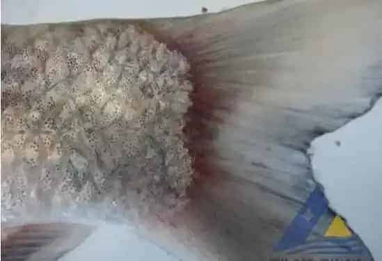 [每周一例]长期投喂原粉药物鳊鱼死亡的处理
