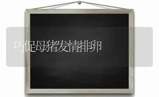 巧促母猪发情排卵 | 家畜养殖